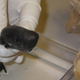 Illustration for article titled This Tiny Shark Has Only Been Seen Once Before